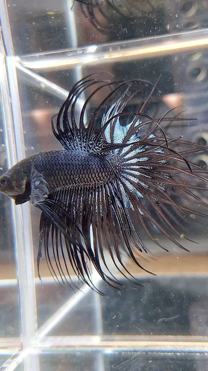 CROWNTAIL BLACK ORCHID BETTA FISH