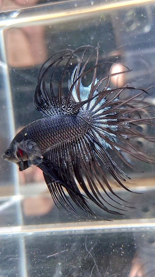 CROWNTAIL BLACK ORCHID BETTA FISH