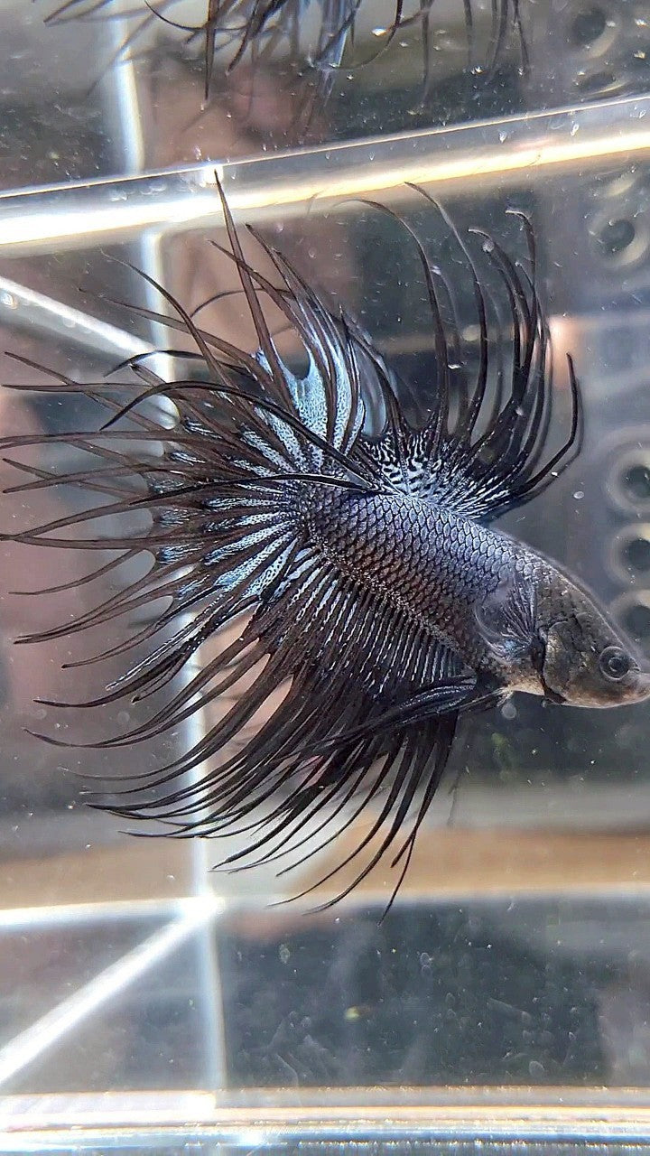 CROWNTAIL BLACK ORCHID BETTA FISH