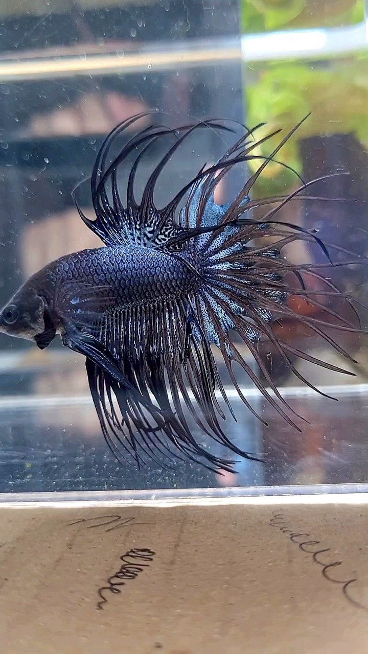 CROWNTAIL BLACK ORCHID BETTA FISH