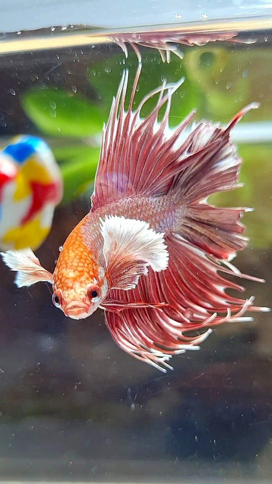 HALFMOON CROWNTAIL DUMBO EAR DOUBLE TAIL ROSEGOLD BETTA FISH
