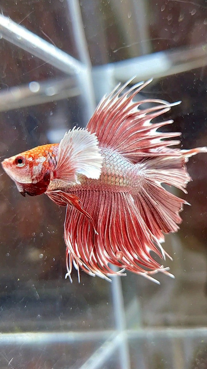 HALFMOON CROWNTAIL DUMBO EAR DOUBLE TAIL ROSEGOLD BETTA FISH