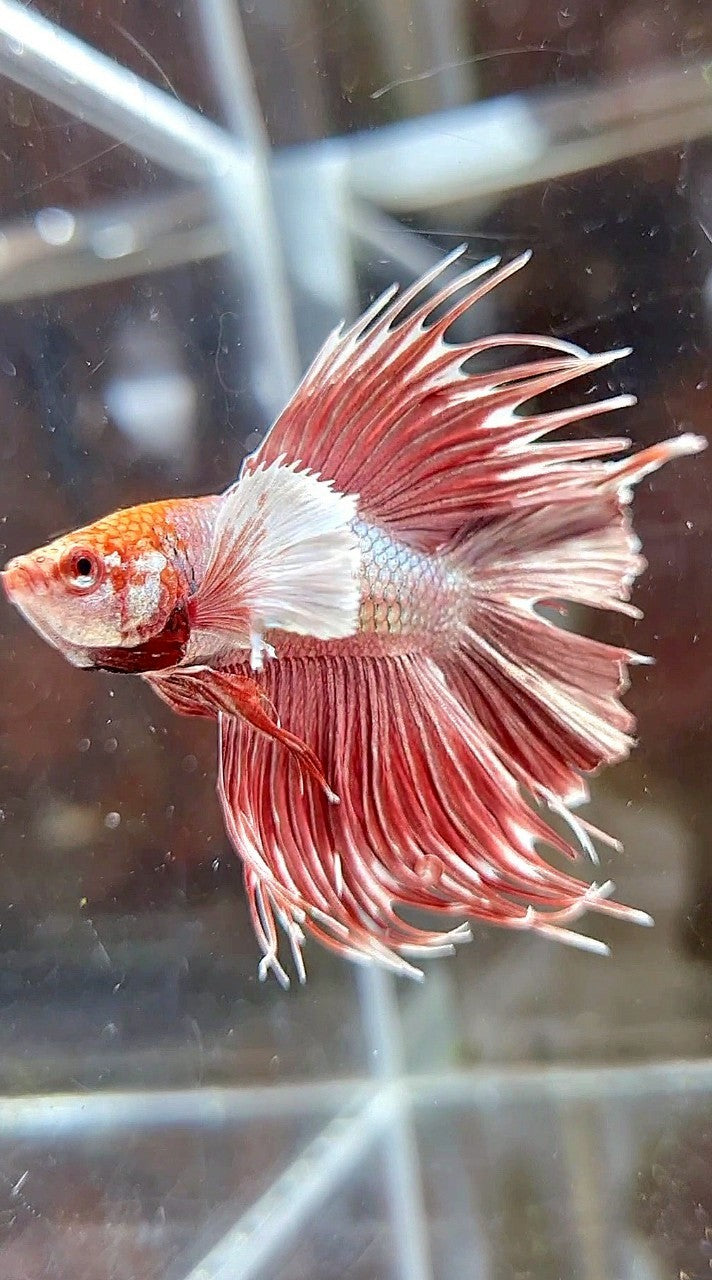 HALFMOON CROWNTAIL DUMBO EAR DOUBLE TAIL ROSEGOLD BETTA FISH