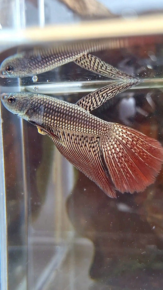 LONGFIN ALIEN COPPER HYBRID WILD BETTA FISH
