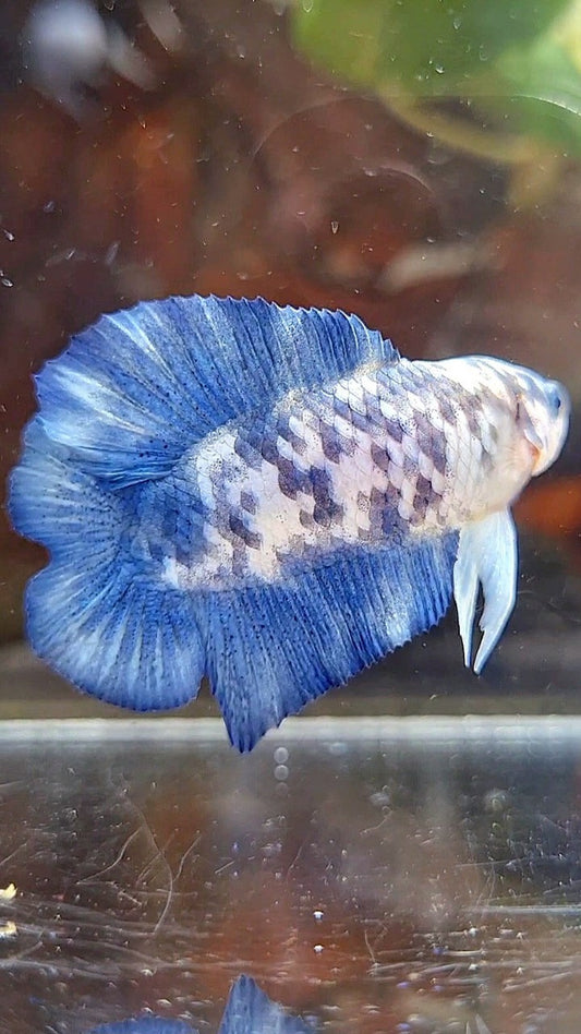 PLAKAT DOUBLE TAIL BLUE SUPER DOTS MARBLE BETTA FISH
