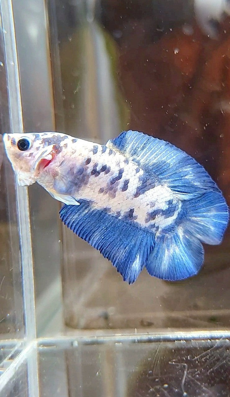 PLAKAT DOUBLE TAIL BLUE SUPER DOTS MARBLE BETTA FISH