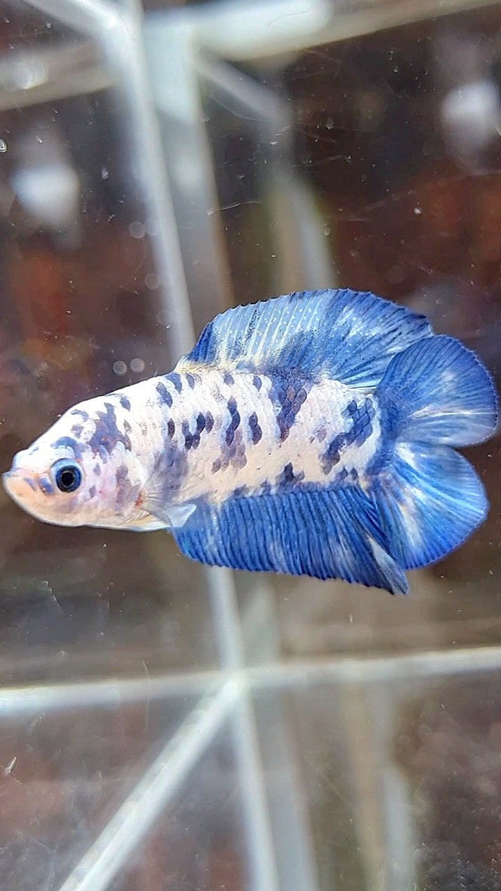 PLAKAT DOUBLE TAIL BLUE SUPER DOTS MARBLE BETTA FISH