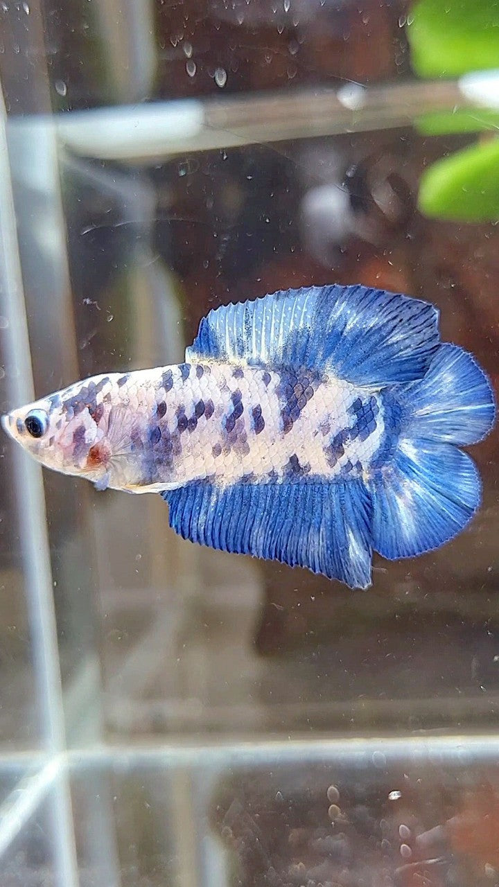 PLAKAT DOUBLE TAIL BLUE SUPER DOTS MARBLE BETTA FISH