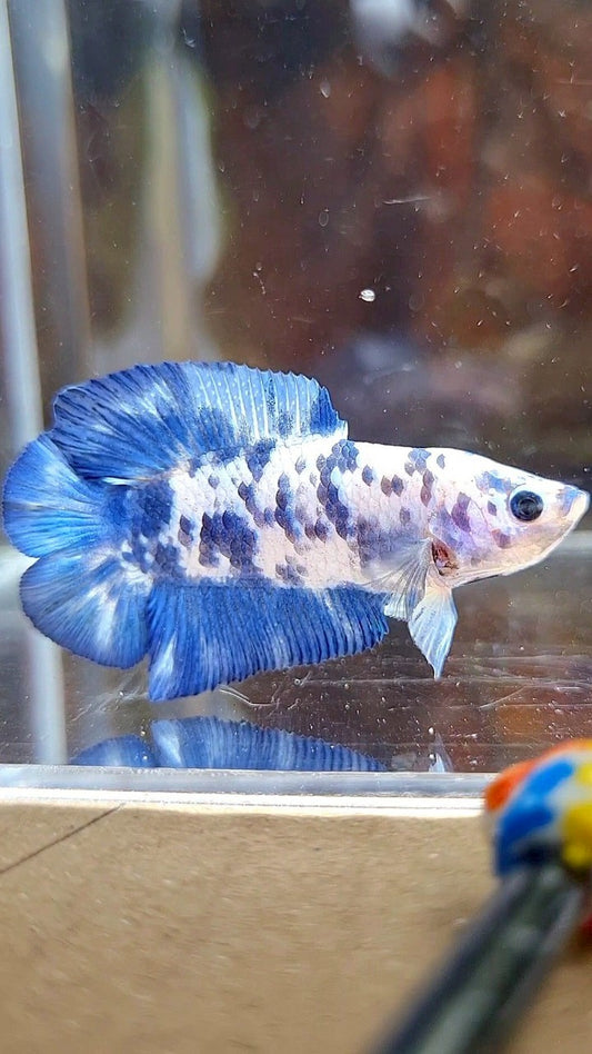 PLAKAT DOUBLE TAIL BLUE SUPER DOTS MARBLE BETTA FISH