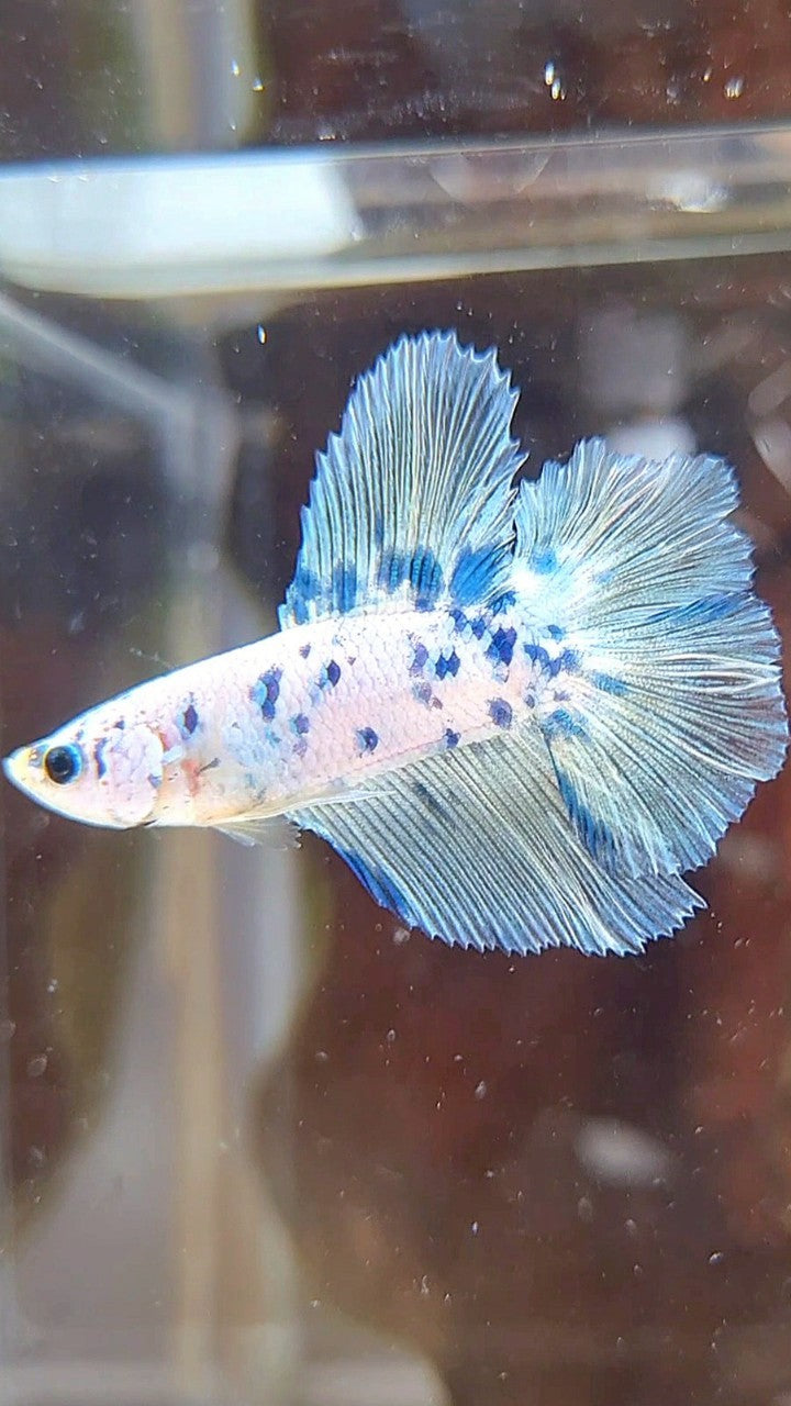 HALFMOON DOUBLE TAIL SUPER DOTS BLUE MARBLE BETTA FISH