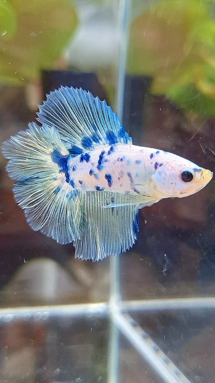 HALFMOON DOUBLE TAIL SUPER DOTS BLUE MARBLE BETTA FISH
