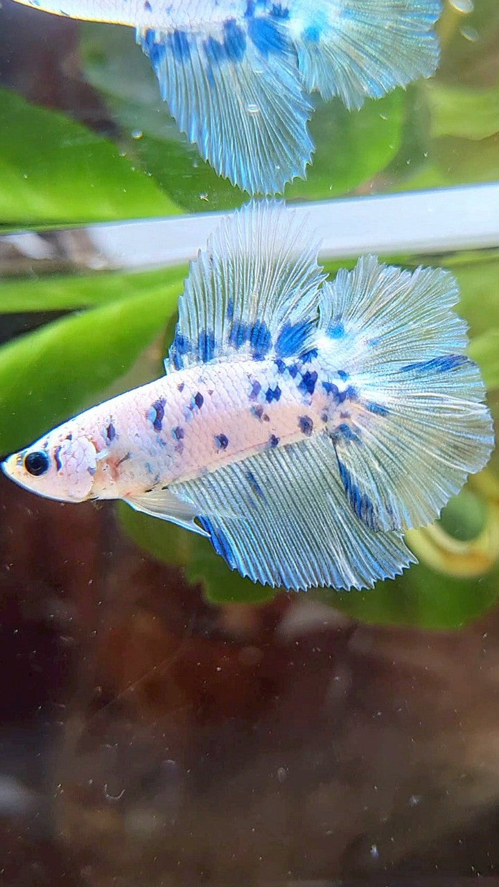 HALFMOON DOUBLE TAIL SUPER DOTS BLUE MARBLE BETTA FISH