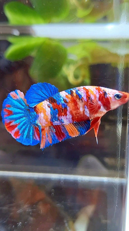 FEMALE PLAKAT ORANGE SUPER GALAXY MULTICOLOR BETTA FISH