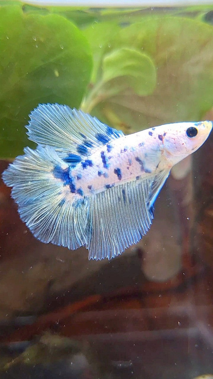 HALFMOON DOUBLE TAIL SUPER DOTS BLUE MARBLE BETTA FISH