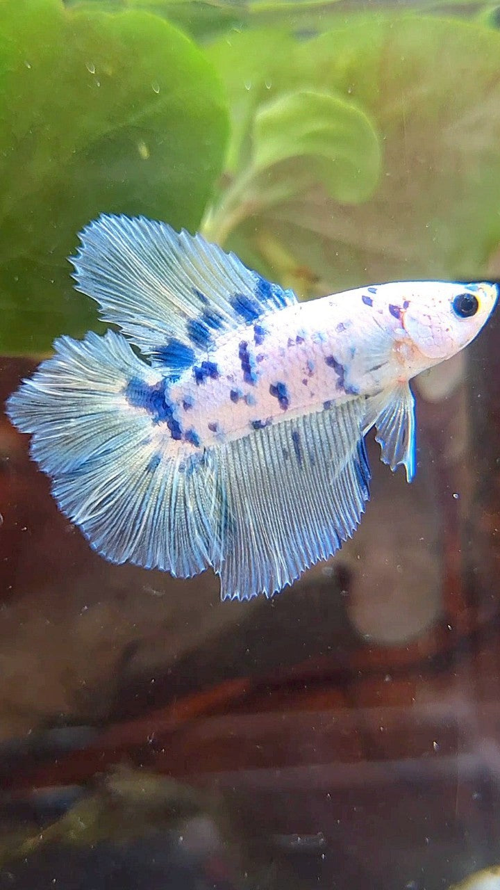 HALFMOON DOUBLE TAIL SUPER DOTS BLUE MARBLE BETTA FISH