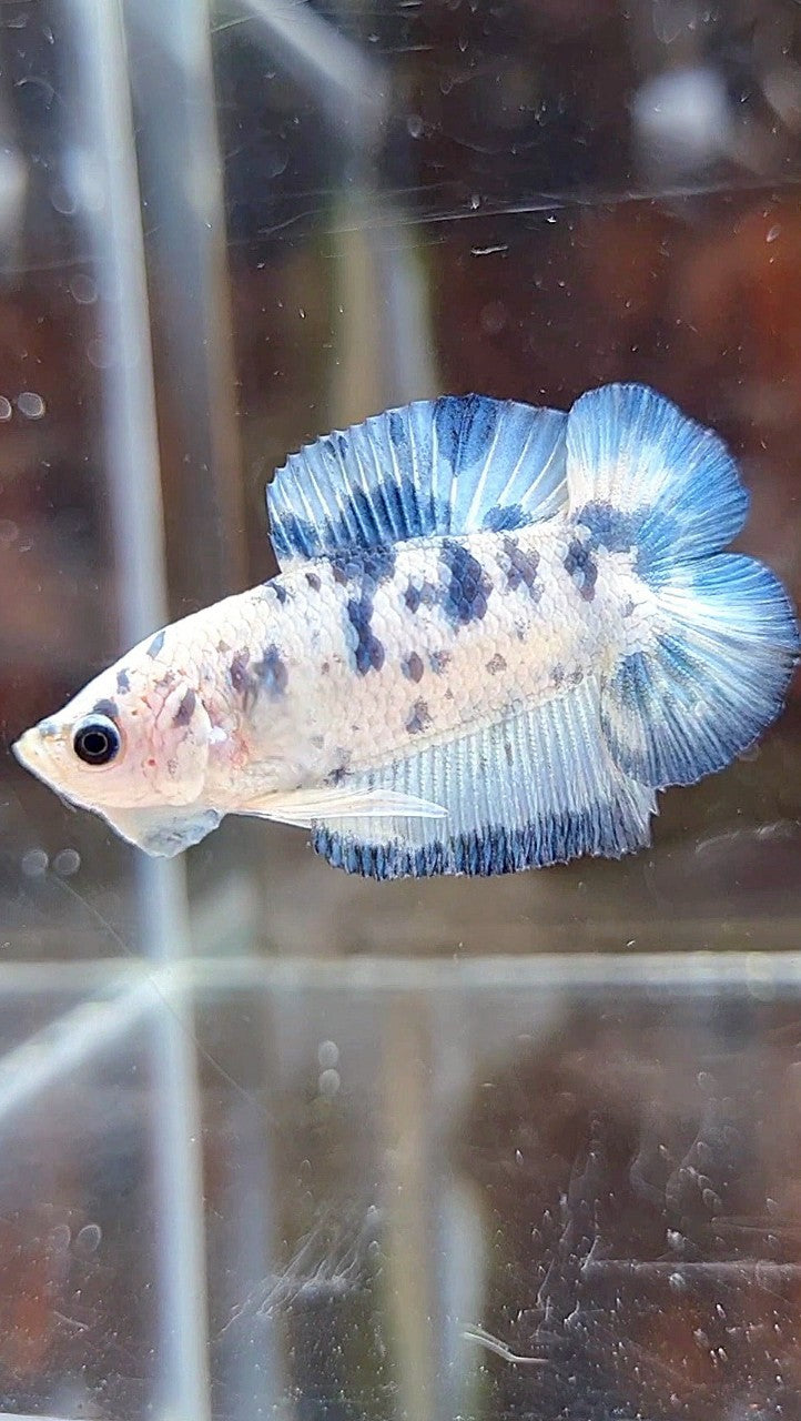 PLAKA DOUBLE TAIL SUPER DOTS BLUE MARBLE BETTA FISH