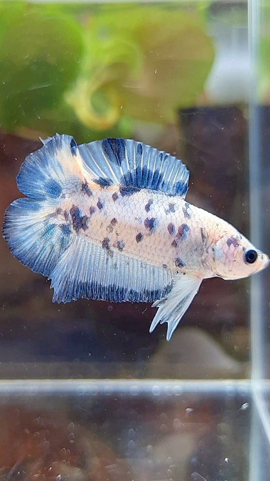 PLAKA DOUBLE TAIL SUPER DOTS BLUE MARBLE BETTA FISH