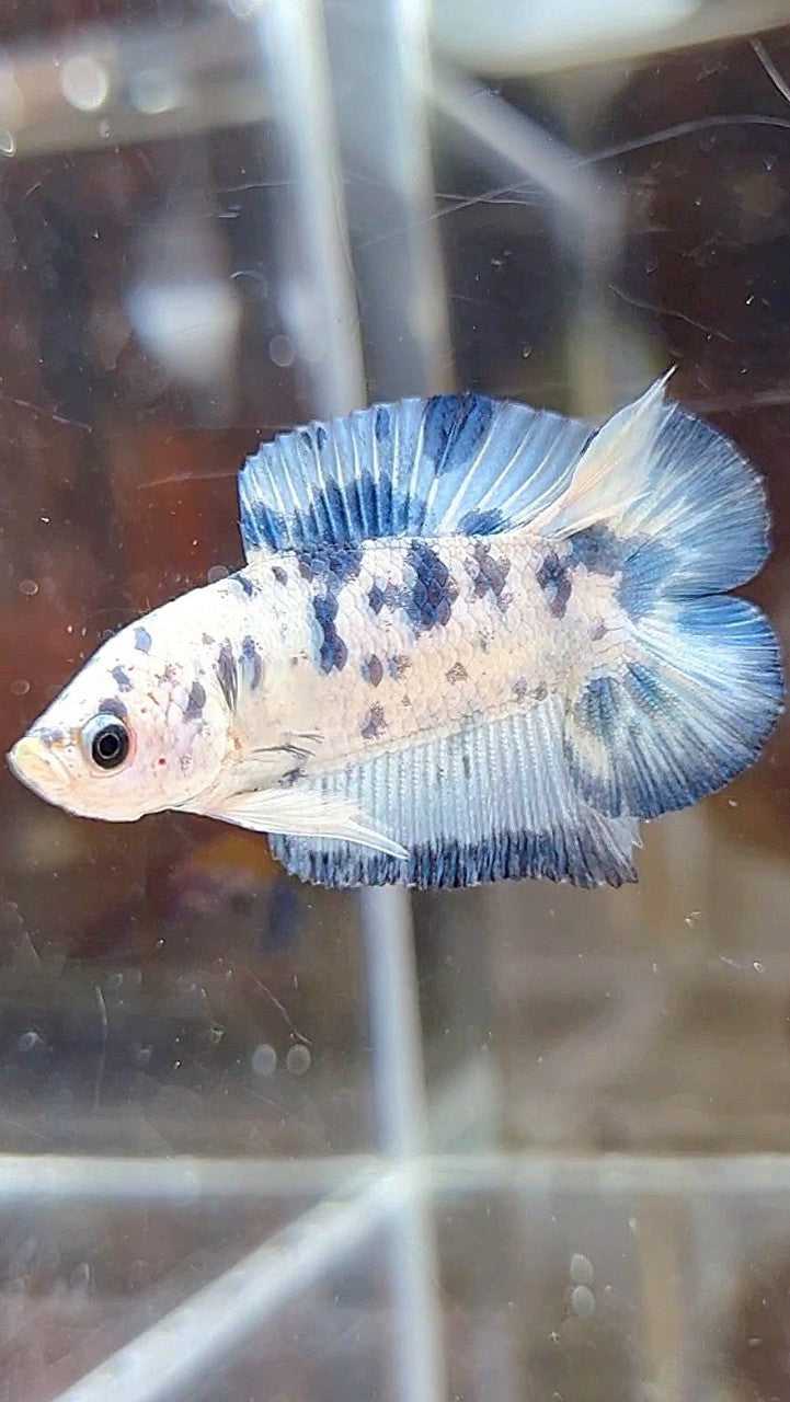 PLAKA DOUBLE TAIL SUPER DOTS BLUE MARBLE BETTA FISH
