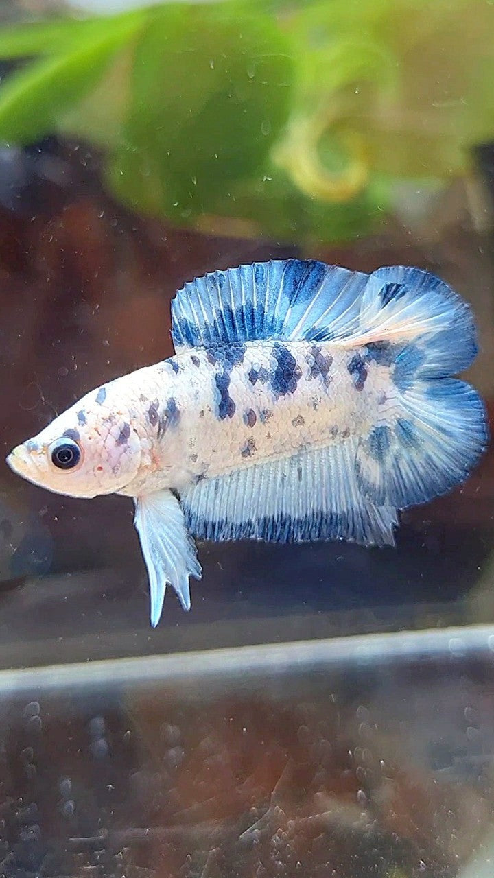 PLAKA DOUBLE TAIL SUPER DOTS BLUE MARBLE BETTA FISH