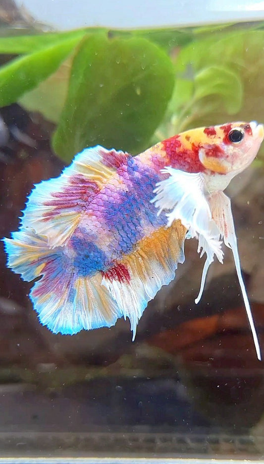 PLAKAT DUMBO EAR DOUBLE TAIL CANDY PURPLE MULTICOLOR BETTA FISH