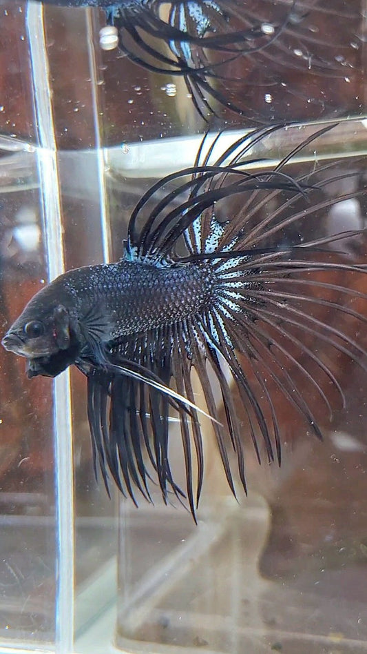 CROWNTAIL BLACK ORCHID BETTA FISH
