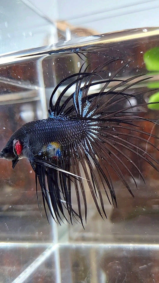 CROWNTAIL BLACK ORCHID BETTA FISH