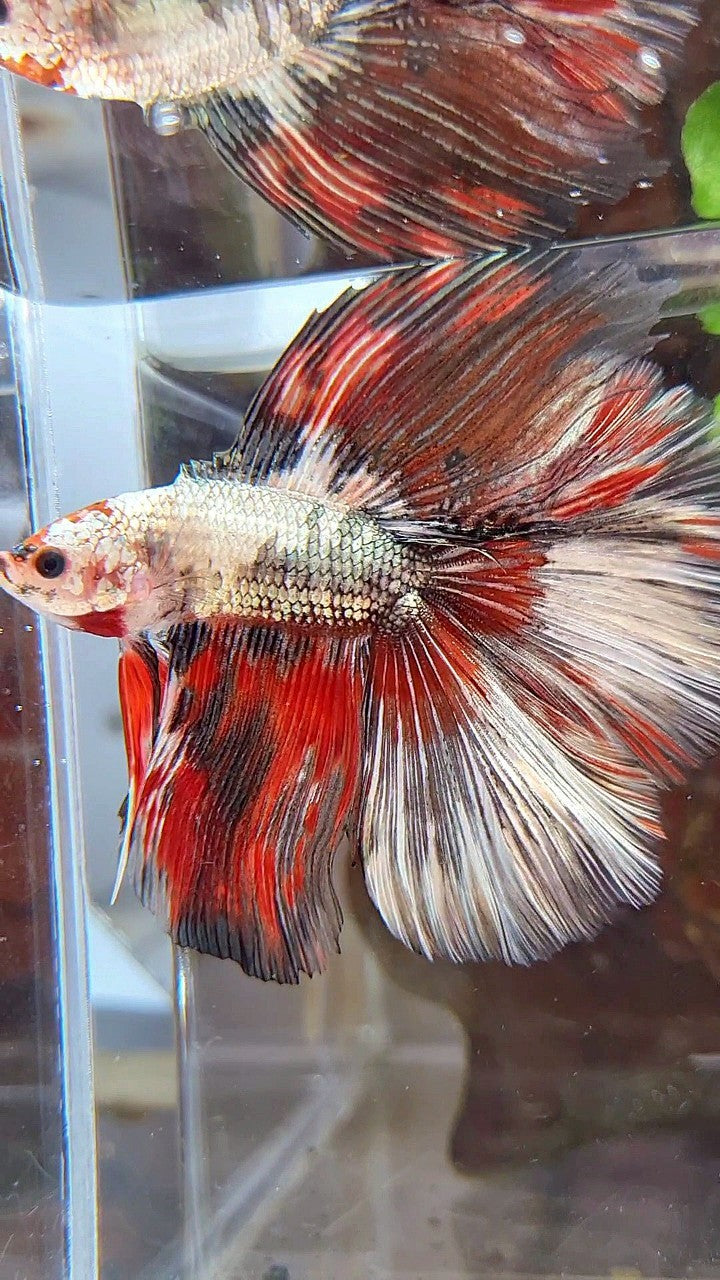 HALFMOON OVER DOUBLE TAIL RED WHITE COPPER FANCY MULTICOLOR BETTA FISH