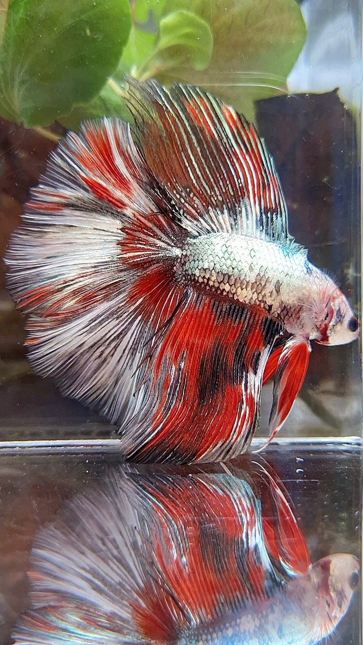 HALFMOON OVER DOUBLE TAIL RED WHITE COPPER FANCY MULTICOLOR BETTA FISH