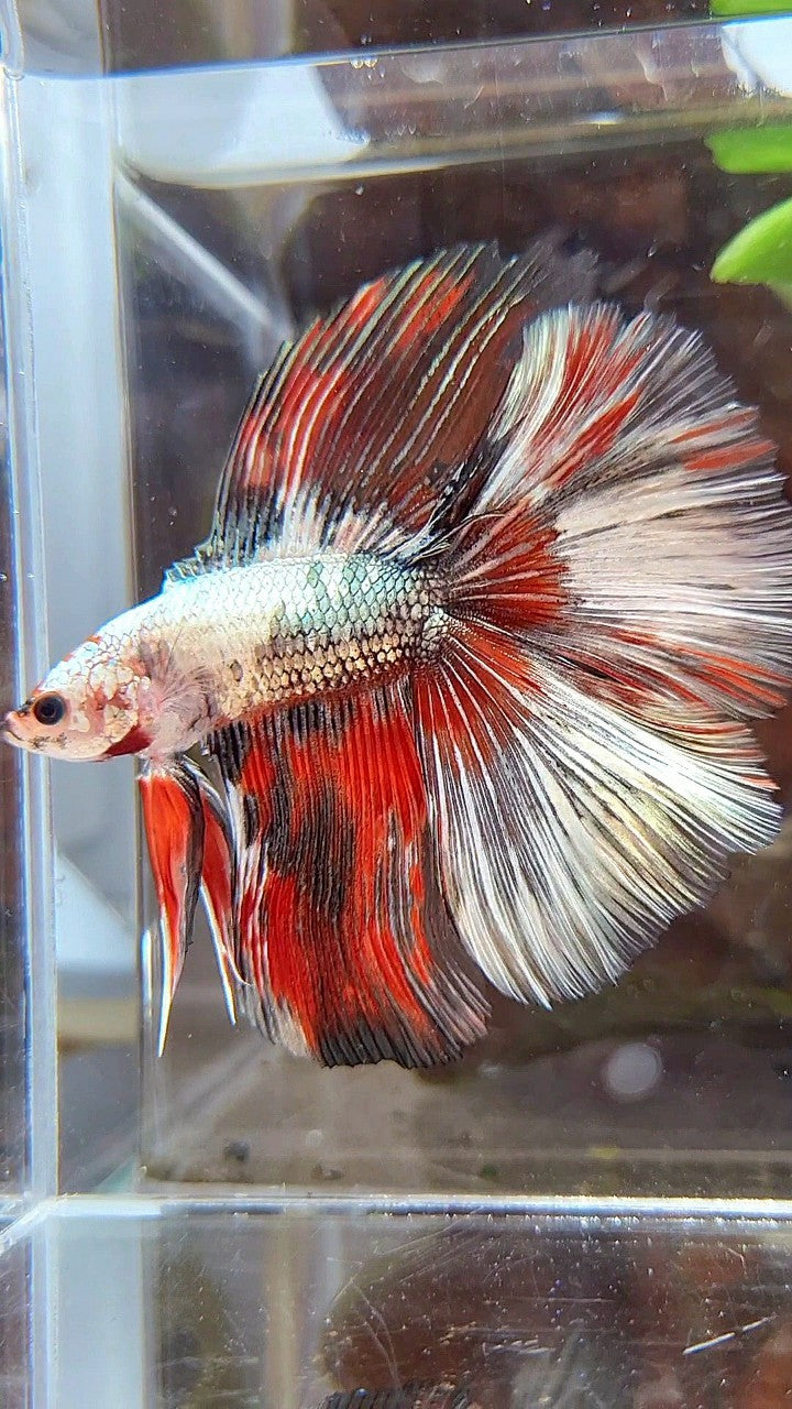 HALFMOON OVER DOUBLE TAIL RED WHITE COPPER FANCY MULTICOLOR BETTA FISH