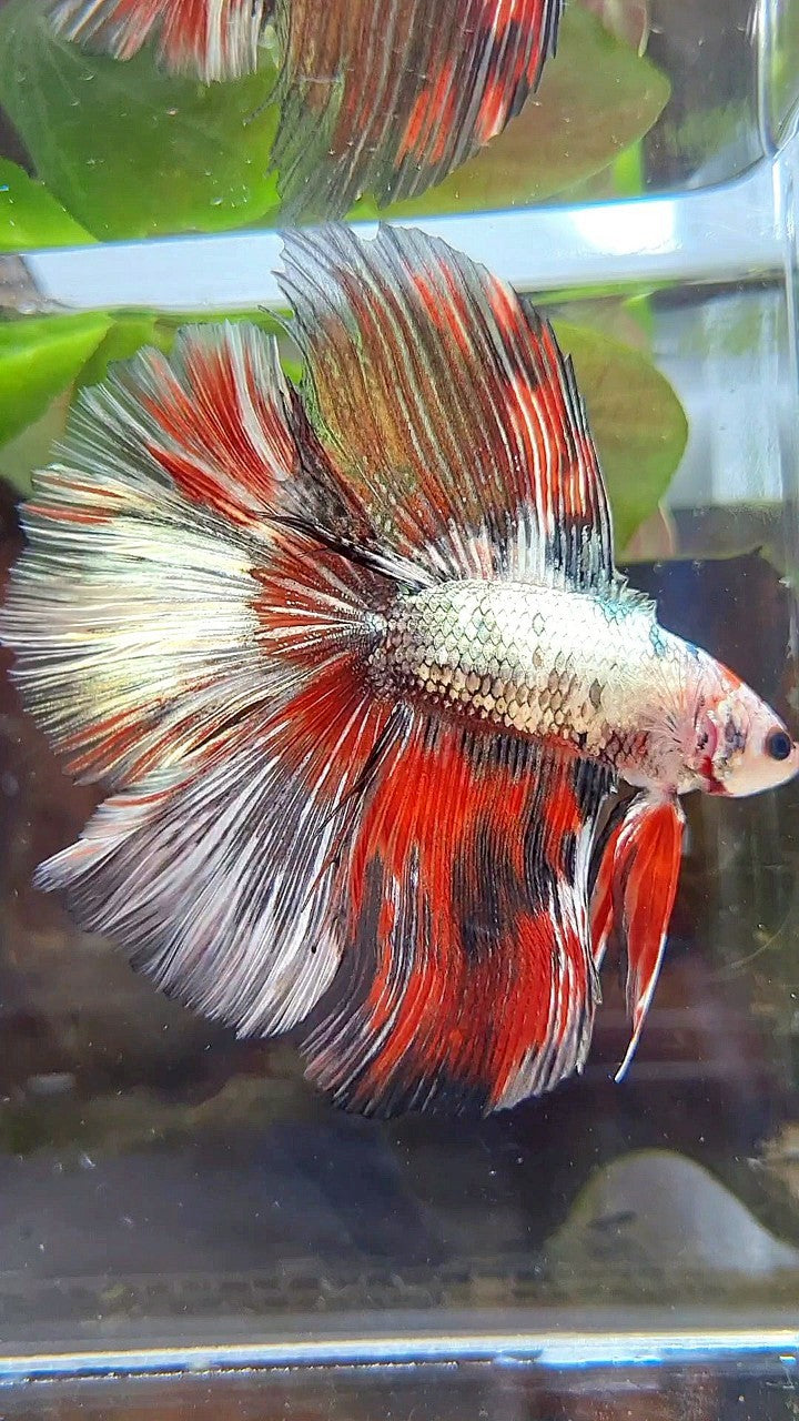 HALFMOON OVER DOUBLE TAIL RED WHITE COPPER FANCY MULTICOLOR BETTA FISH