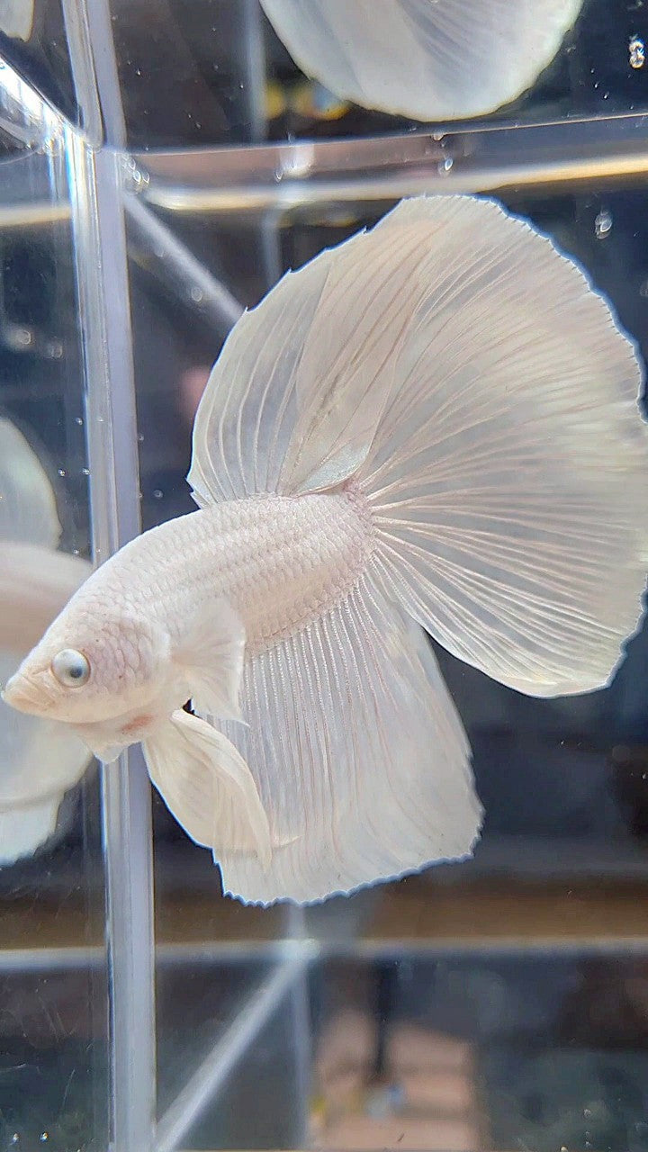 XL HALFMOON WHITE PLATINUM SOLID BETTA FISH