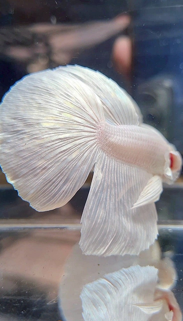 XL HALFMOON WHITE PLATINUM SOLID BETTA FISH