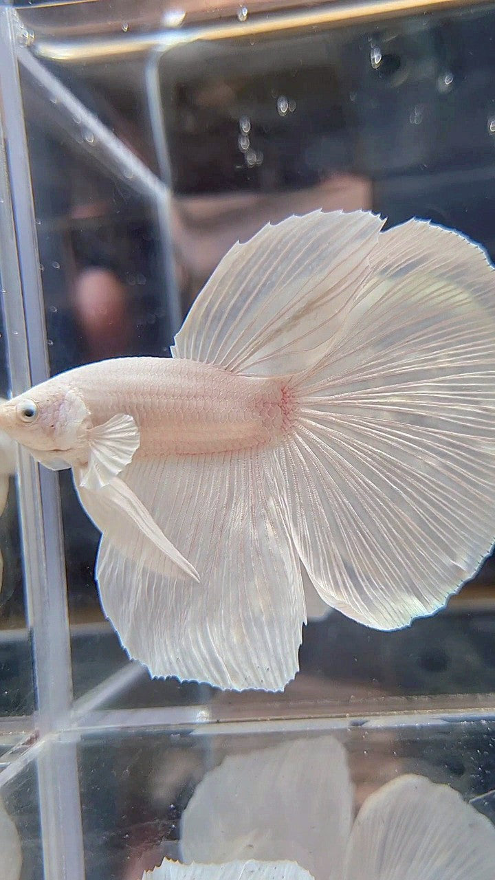 XL HALFMOON WHITE PLATINUM SOLID BETTA FISH