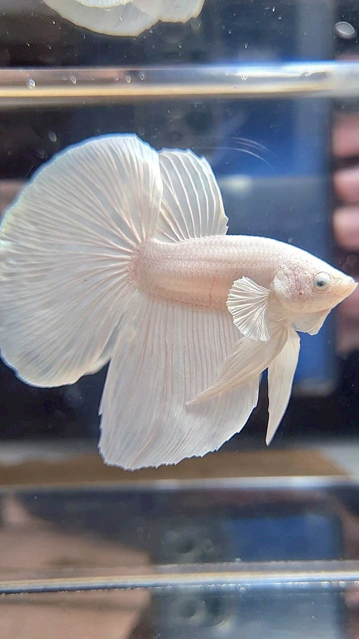 XL HALFMOON WHITE PLATINUM SOLID BETTA FISH