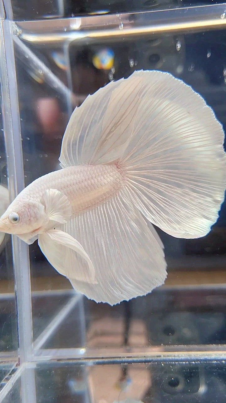 XL HALFMOON WHITE PLATINUM SOLID BETTA FISH