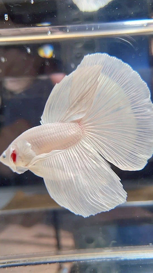 XL HALFMOON WHITE PLATINUM SOLID BETTA FISH