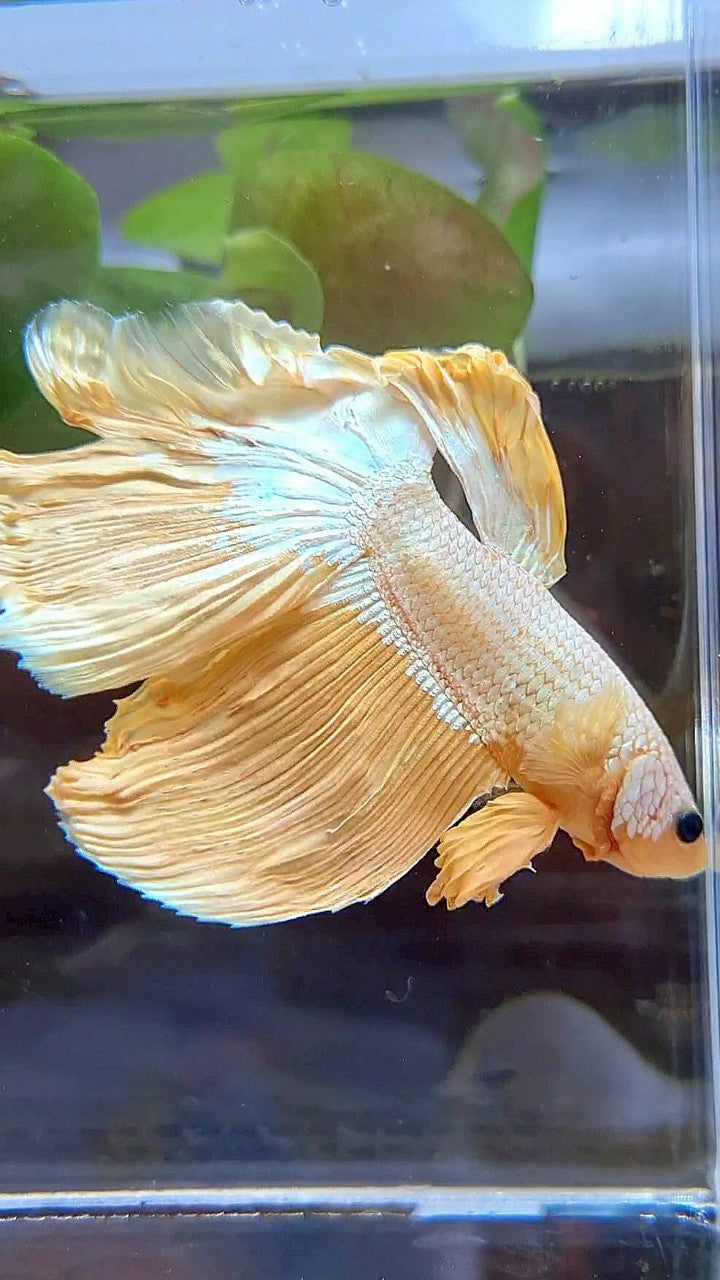 HALFMOON ROSETAIL YELLOW DRAGON BETTA FISH