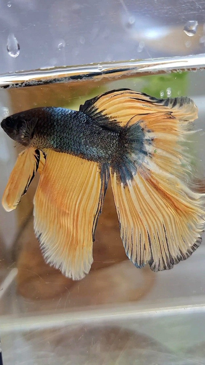 HALFMOON OVERTAIL YELLOW COPPER ARMY MUSTARD BETTA FISH