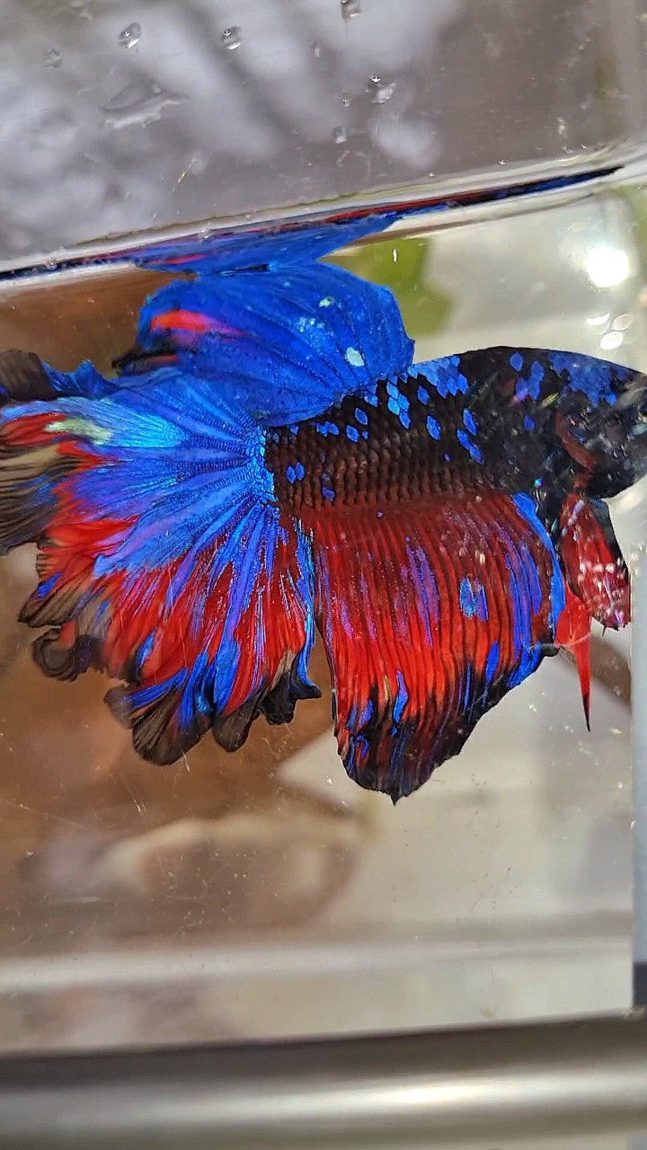 HALFMOON ROSETAIL CURLY BLACK GALAXY BLUE AVATAR RED PATTERN BETTA FISH