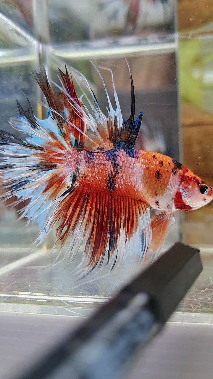 XL CROWNTAIL HALFSUN NEMO KOI MULTICOLOR BETTA FISH – Rare Betta