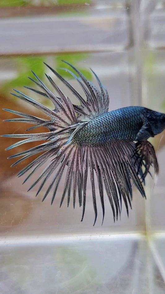 CROWNTAIL SUPER COPPER SOLID BLACKHEAD BETTA FISH