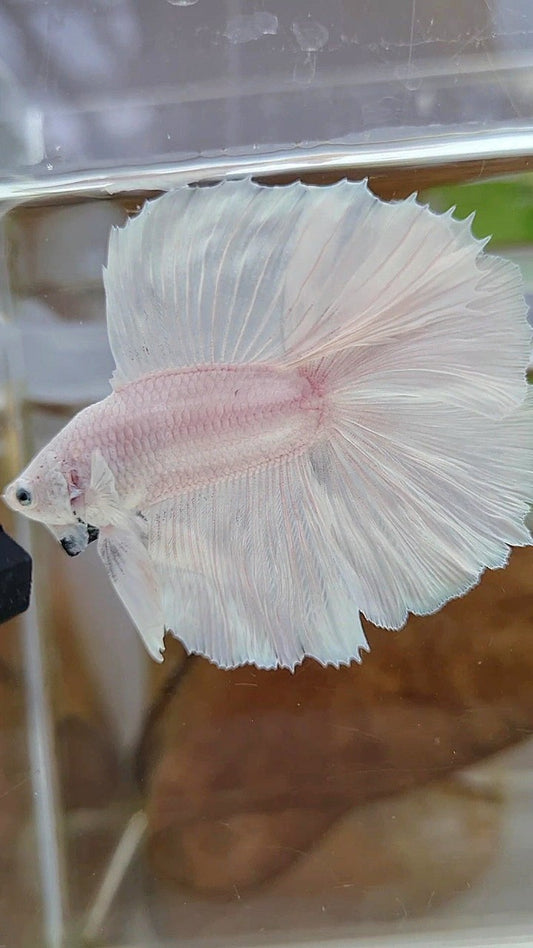 HALFMOON DOUBLE TAIL SUPER WHITE PLATINUM SOLID BETTA FISH