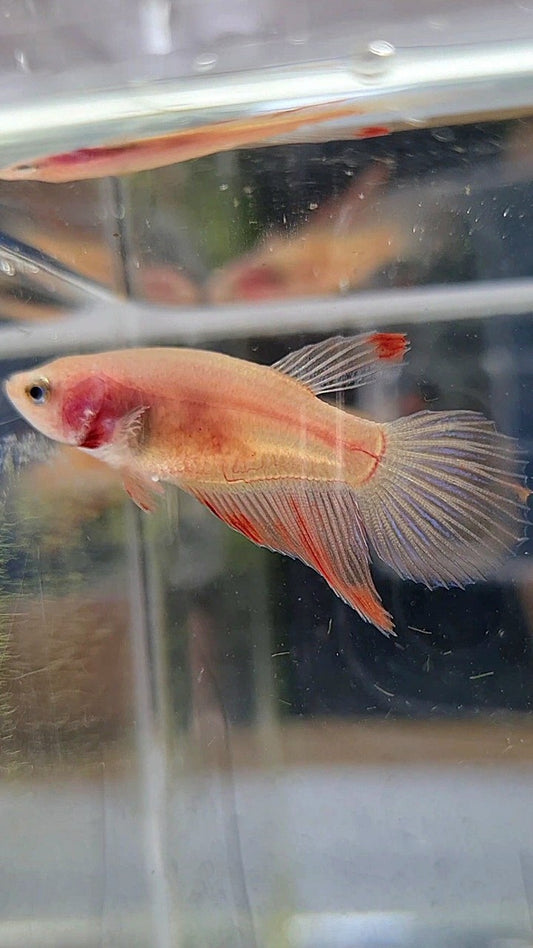 FEMALE VEILTAIL ARMAGEDDON BETTA FISH