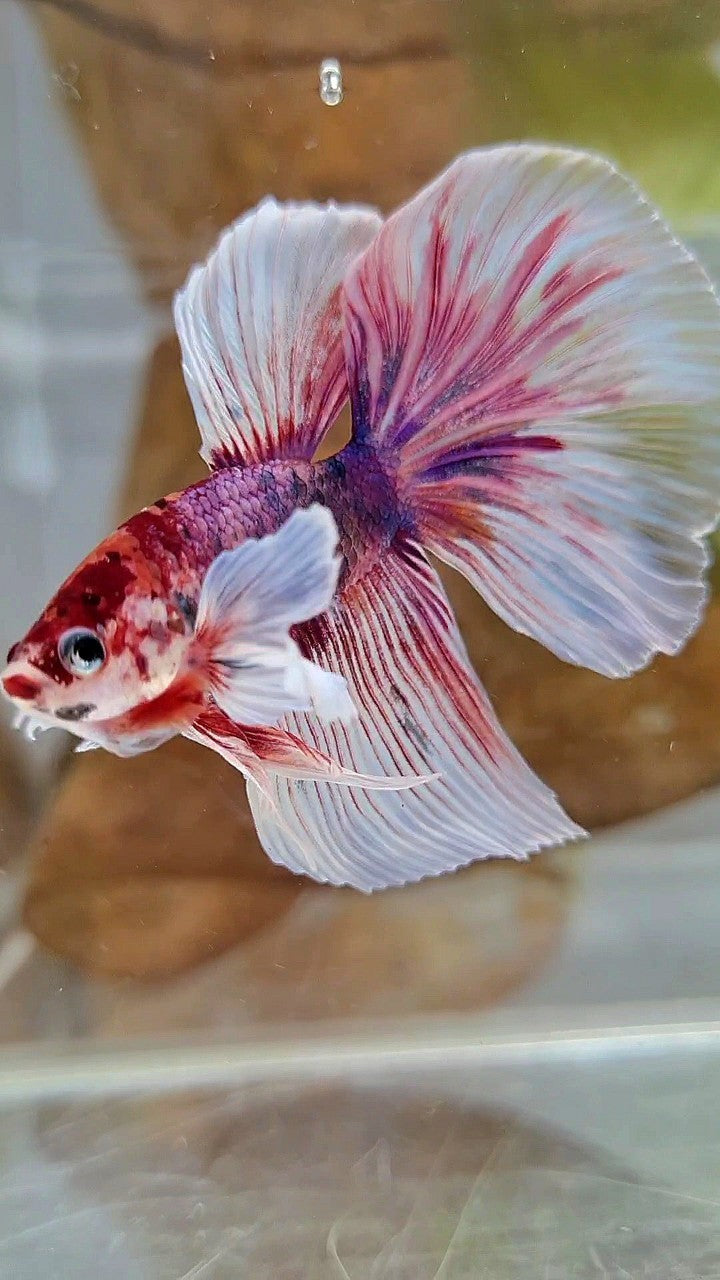 HALFMOON DUMBO EAR PURPLE FANCY MULTICOLOR BETTA FISH