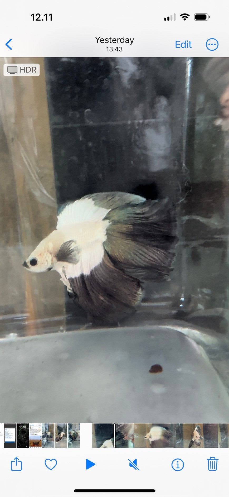 HALFMOON DOUBLE TAIL COPPER RIM BETTA FISH