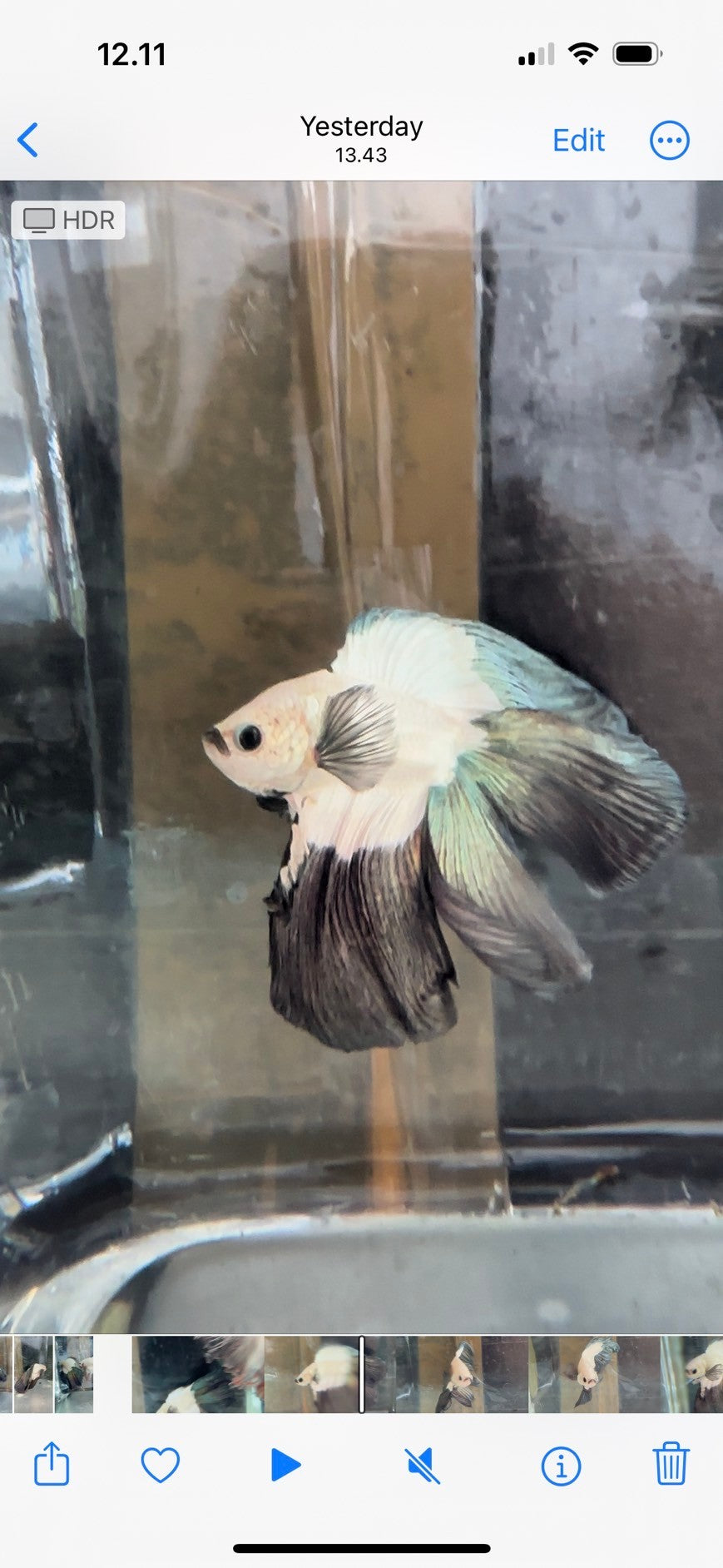 HALFMOON DOUBLE TAIL COPPER RIM BETTA FISH