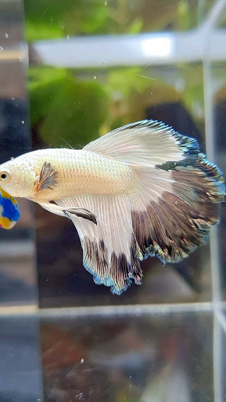 HALFMOON ROSETAIL COPPER RIM BUTTERFLY BETTA FISH
