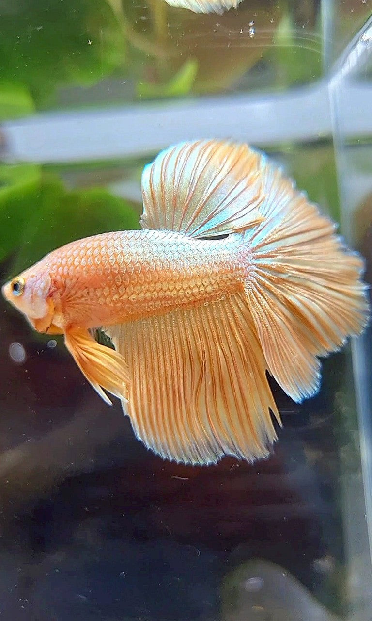 HALFMOON ROSETAIL SUPER GOLD BETTA FISH