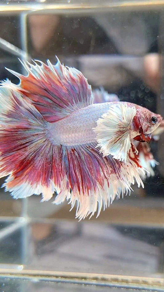 HALFMOON CROWNTAIL DUMBO EAR PURPLE LAVENDER BETTA FISH