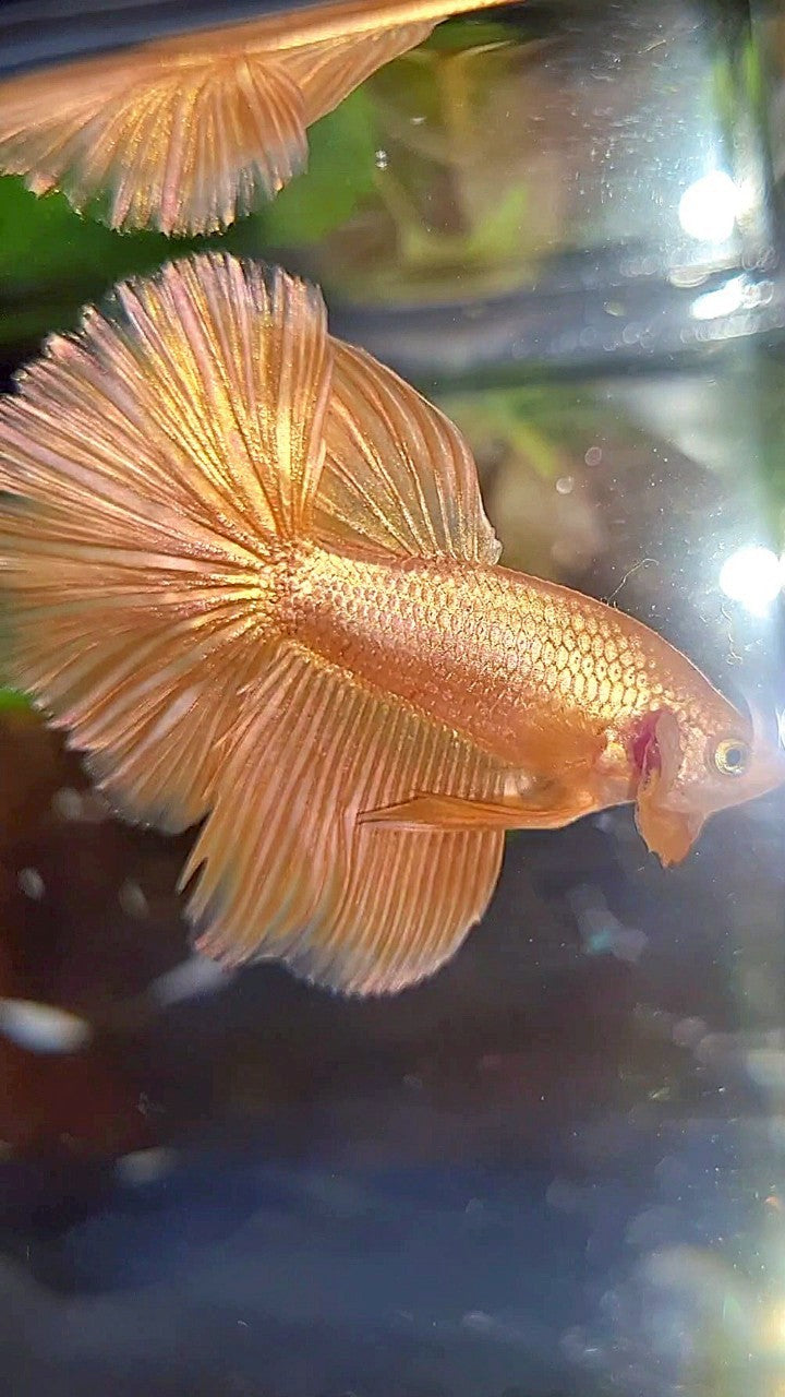 HALFMOON ROSETAIL SUPER GOLD BETTA FISH